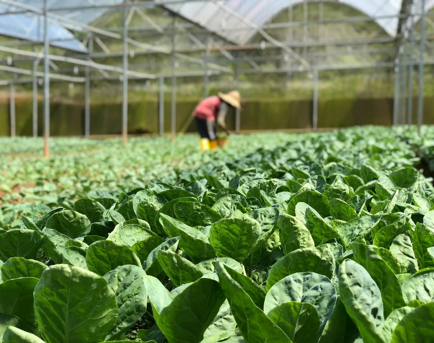 Innovating Food Factories & Greenhouses