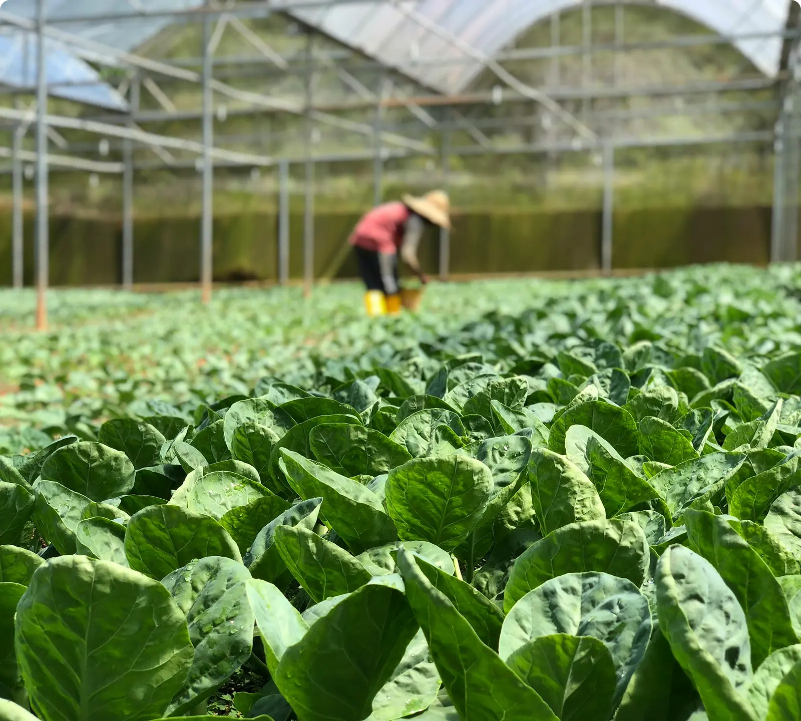 Innovating Food Factories & Greenhouses