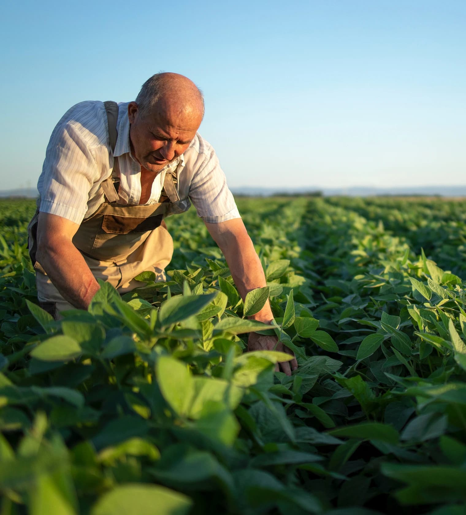Food & Agriculture Division